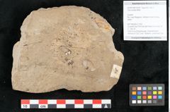Foto (Objekt + Etikett) von Tilia cordata Miller (NHMW-GEO-2024-0188-15020)